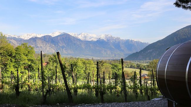 SCHLAF-FASS Riesling-Silvaner Maienfeld – Bild